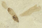 Fossil Insect (Fly and Snout Beetle) Plate - Utah #360232-2